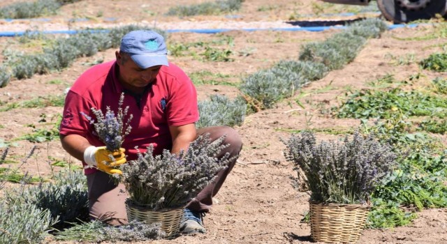 Aksaray Belediyesi Lavanta Bahçesinde İlk Hasadı Gerçekleştirdi
