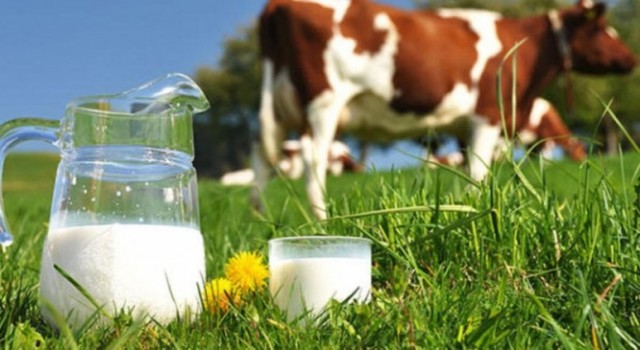 Süt Üretimi Arttı Ama…