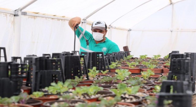 Aksaray Belediyesi Yetiştirdiği 65 Bin Çiçek Fidesi İle Park ve Bahçeleri Donattı