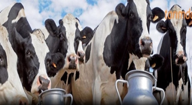 Süt Üretimi de Zararı da Artıyor