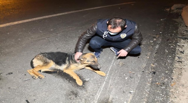 Polis Kucaklayıp Kenara Aldığı Yaralı Köpeği Severek Acısını Dindirmeye Çalıştı