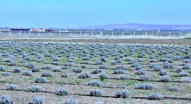 Şehir Lavanta Kokacak