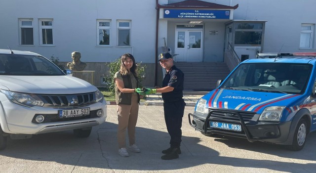 Delice Kuşu Koruma Altında