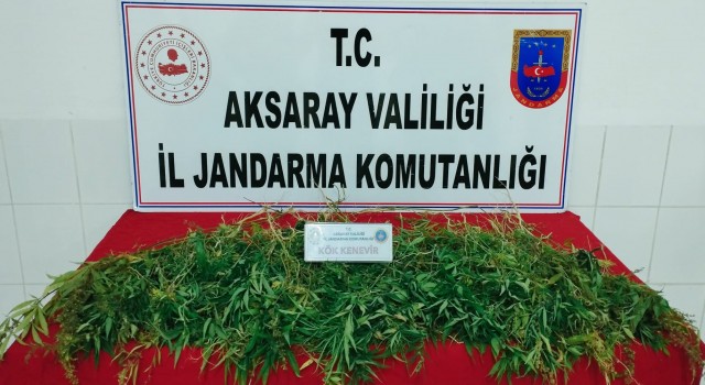 Mısır Tarlasında Kenevir