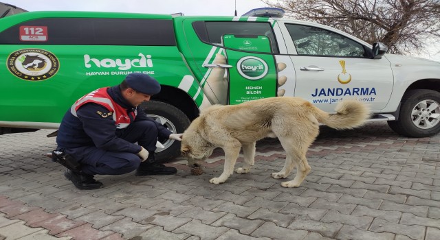 Jandarma Sokak Hayvanlarını Unutmadı