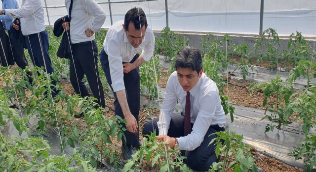 Gülağaç’ta Sera Üretimi Başladı