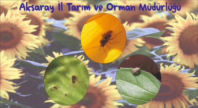 Ayçiçeğinde Tahtakurusu Uyarısı!