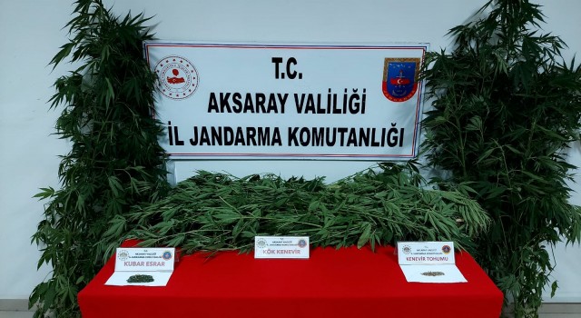 Kenevir Ekimi Yapan Kişi Yakalandı