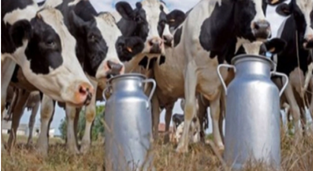İçme Sütü Üretimi %11 Azaldı