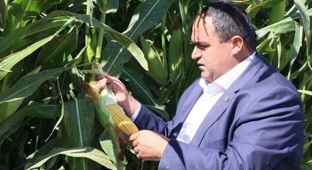 Mısır Fiyatı Hayal Kırıklığı Yarattı