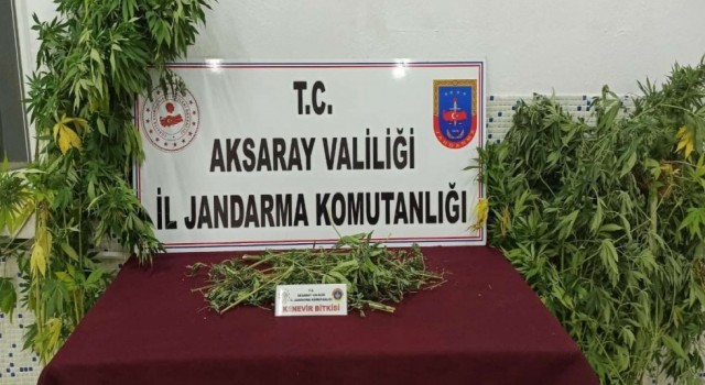 Jandarma Kenevire Geçit Vermiyor