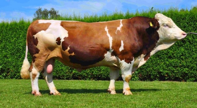 Fiyatları Halkı Bağışa Yönlendiriyor