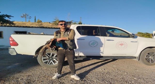 Doğa Koruma Ekipleri, Kaçak 2 Adet Tavus Kuşu Ele Geçirdi
