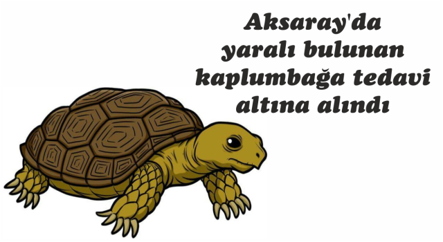 Aksaray'da yaralı bulunan kaplumbağa tedavi altına alındı