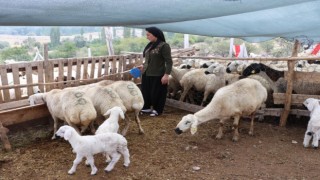 Hibe Destekli Projelerle Tarım ve Hayvancılık Hızla Gelişiyor