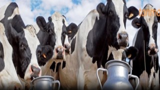 Süt Üretimi de Zararı da Artıyor