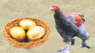 Tavuklar Altın Yumurtlamaya Başladı