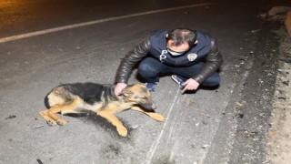 Polis Kucaklayıp Kenara Aldığı Yaralı Köpeği Severek Acısını Dindirmeye Çalıştı