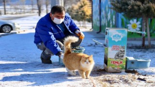 Aksaray Belediyesi Sokak Hayvanlarını Unutmadı