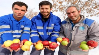 Aksaray Belediyesi Kuşlar İçin Ağaçlara Elma Astı