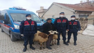 Koyun Hırsızlarını JASAT Yakaladı