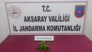 Jandarma Kenevir Denetimlerini Arttırdı