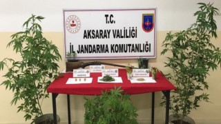 Jandarmadan Kenevir Operasyonu