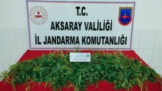 Mısır Tarlasında Kenevir