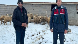 Jandarma 12 Kayıp Koyunu da Buldu