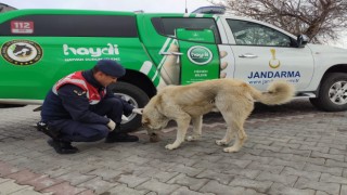 Jandarma Sokak Hayvanlarını Unutmadı