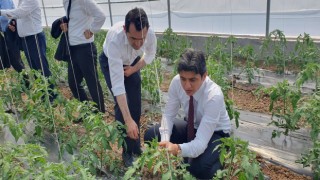 Gülağaç’ta Sera Üretimi Başladı