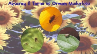 Ayçiçeğinde Tahtakurusu Uyarısı!