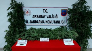 Kenevir Ekimi Yapan Kişi Yakalandı