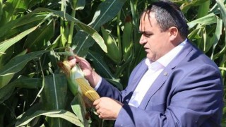 Mısır Fiyatı Hayal Kırıklığı Yarattı