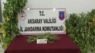 Jandarma Kenevire Geçit Vermiyor