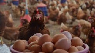 “Üretim Azaldı, Tavuklar Altın Yumurtlamaya Başladı”