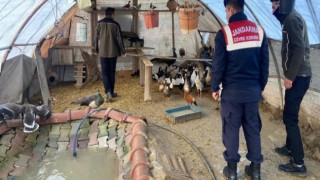 HAYDİ, Yaban Hayvanı Ticaretine Darbe Vurdu