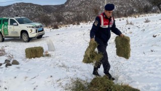 Yaban Hayvanlarını Unutmadılar