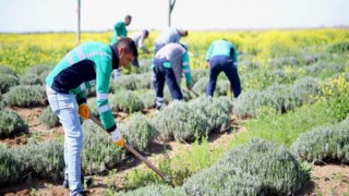 Tarım ve Turizm Lavanta Bahçesinde Buluşuyor