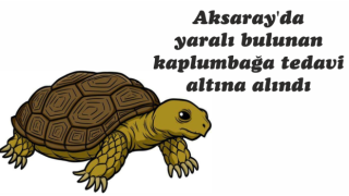 Aksaray'da yaralı bulunan kaplumbağa tedavi altına alındı